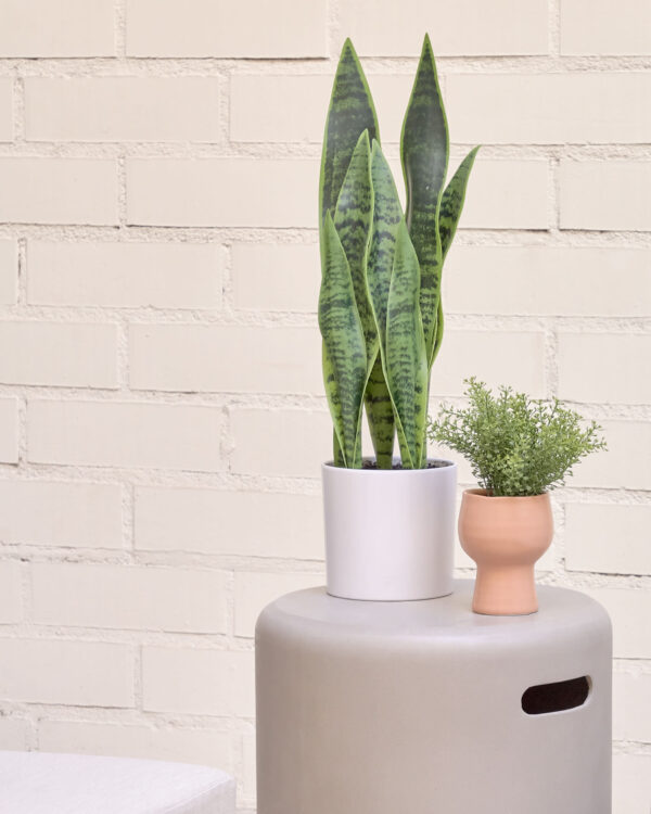 Planta artificial Sansevieria con maceta blanco 55 cm